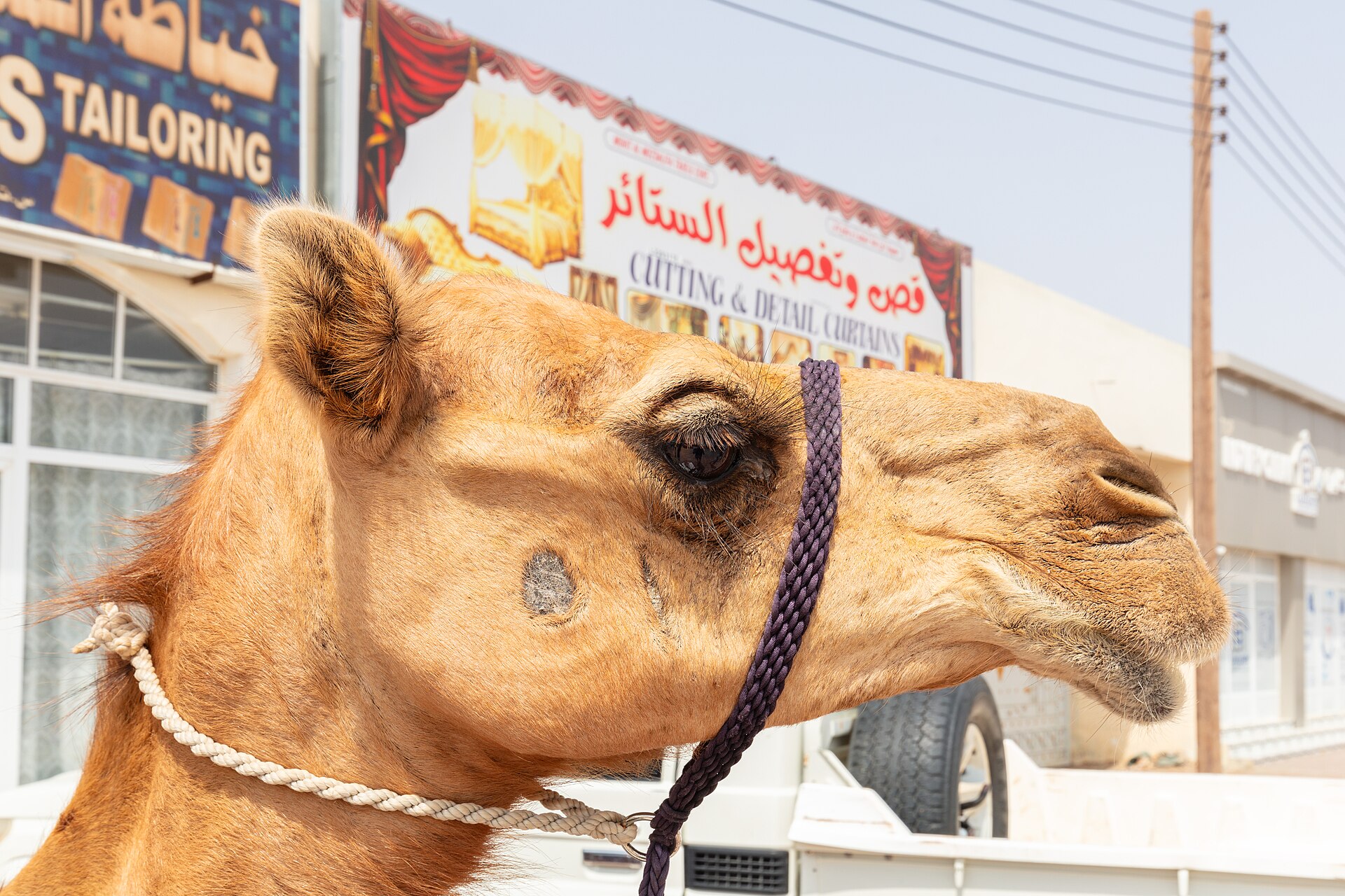 طرف بدية